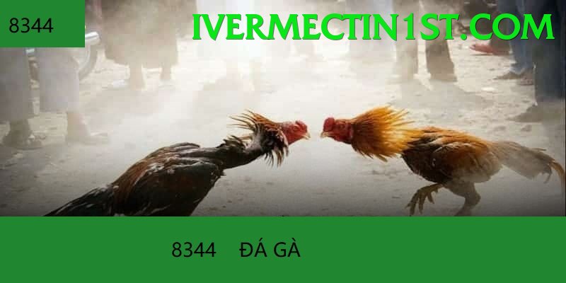 Trường Đấu Đá Gà Chuyên Nghiệp