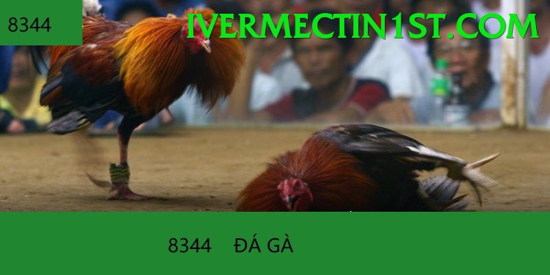 Cách Đọc Kèo Đá Gà